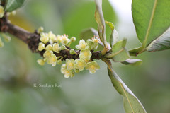 Garcinia livingstonei